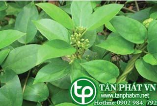 Bán cây giống dây thìa canh ở đâu? Hạt giống cây ở đâu