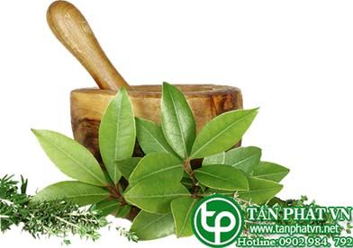 Cây dây thìa canh chữa trị bệnh gì? Và có hiệu quả không?