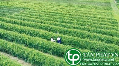 Cây dây thìa canh mọc ở đâu? Có ở đâu trồng nhiều nhất?