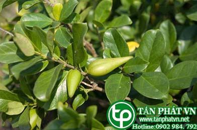 Cây và lá dây thìa canh có tên khoa học gì?