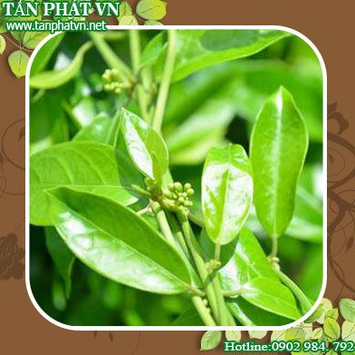Cung cấp bán dây thìa canh tại Bình Chánh giá tốt