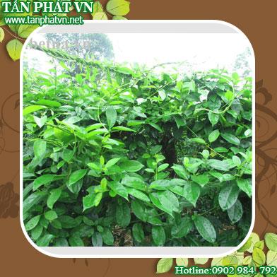 Cung cấp bán dây thìa canh tại Nha Trang giao hàng nhanh