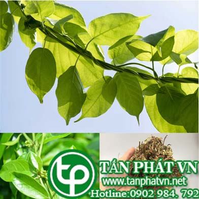 dây thìa canh có mấy loại? Dây thìa canh là gì
