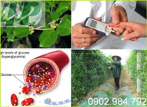 Dây thìa canh trị bệnh tiểu đường