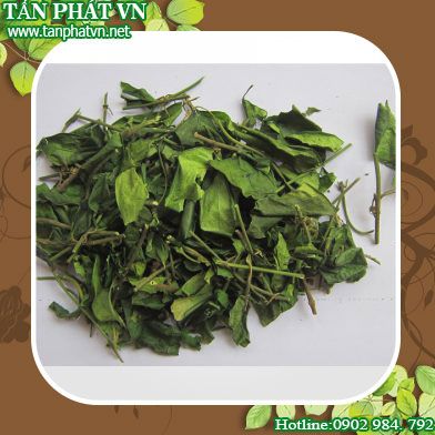 Địa chỉ mua bán dây thìa canh tại Gia Lai giao hàng nhanh