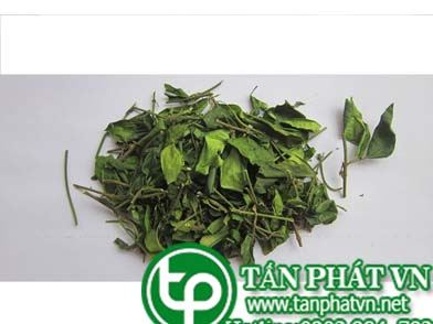 Giá bán dây thà canh bao nhiêu tiền  1kg?