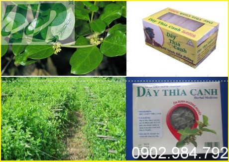 Những công dụng của cây dây thìa canh